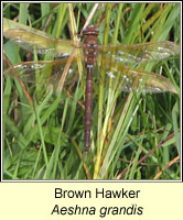 Aeshna grandis, Brown Hawker