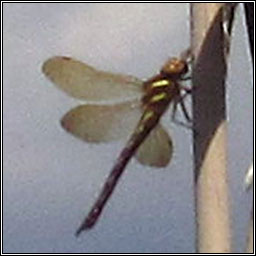 Brown Hawker, Aeshna grandis