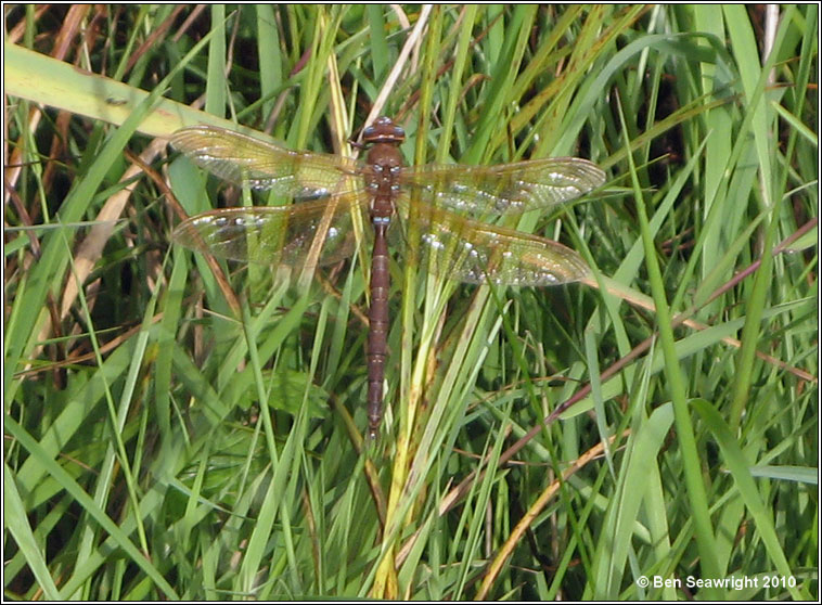 Brown Hawker, Aeshna grandis