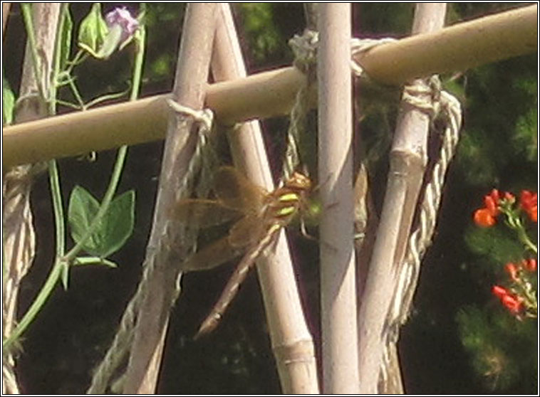 Brown Hawker, Aeshna grandis