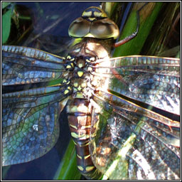 Common Hawker, Aeshna juncea