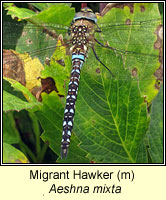 Aeshna mixta, Migrant Hawker