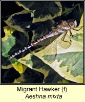 Aeshna mixta, Migrant Hawker