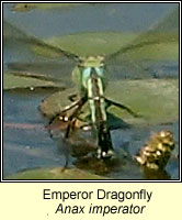 Anax imperator, Emperor Dragonfly