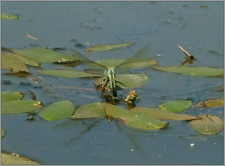 Emperor Dragonfly, Anax imperator