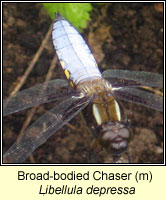 Libellula depressa, Broad-bodied Chaser