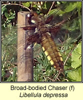 Libellula depressa, Broad-bodied Chaser