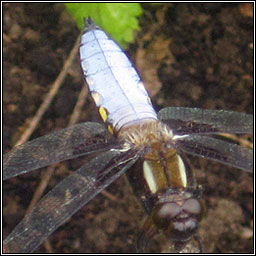 Broad-bodied Chaser, Libellula depressa