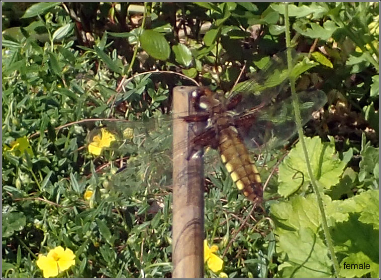 Broad-bodied Chaser, Libellula depressa