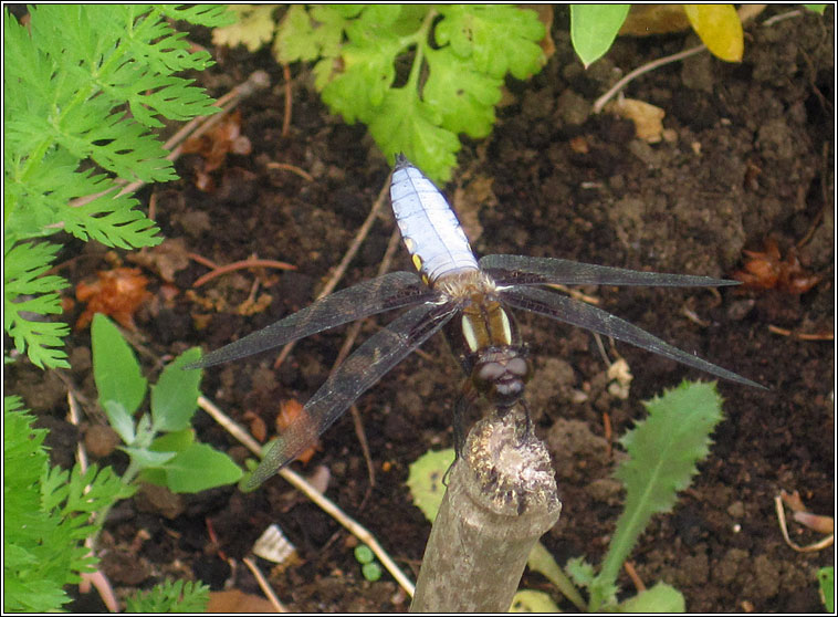 Broad-bodied Chaser, Libellula depressa