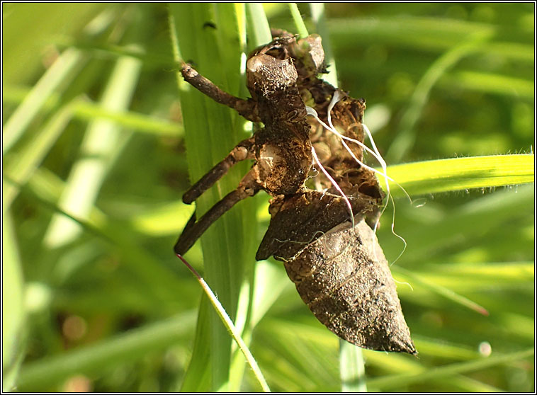 Broad-bodied Chaser, Libellula depressa