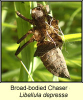 Libellula depressa, Broad-bodied Chaser