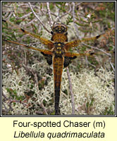 Four-spotted Chaser