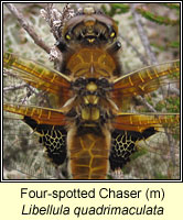 Four-spotted Chaser