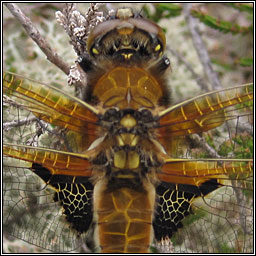 Four-spotted Chaser, Libellula quadrimaculata