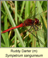 Sympetrum sanguineum, Ruddy Darter