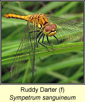 Sympetrum sanguineum, Ruddy Darter