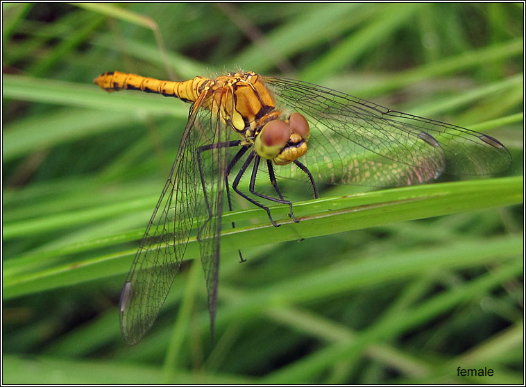 Ruddy Darter, Sympetrum sanguineum