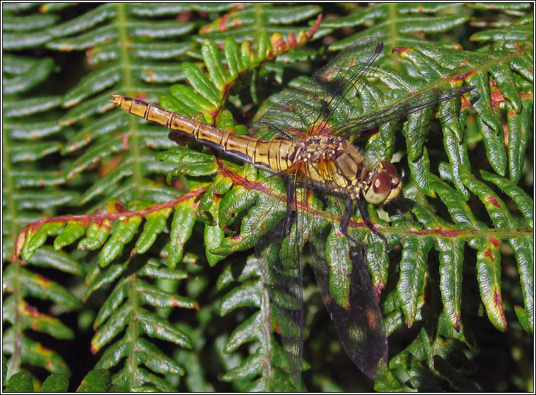 Ruddy Darter, Sympetrum sanguineum