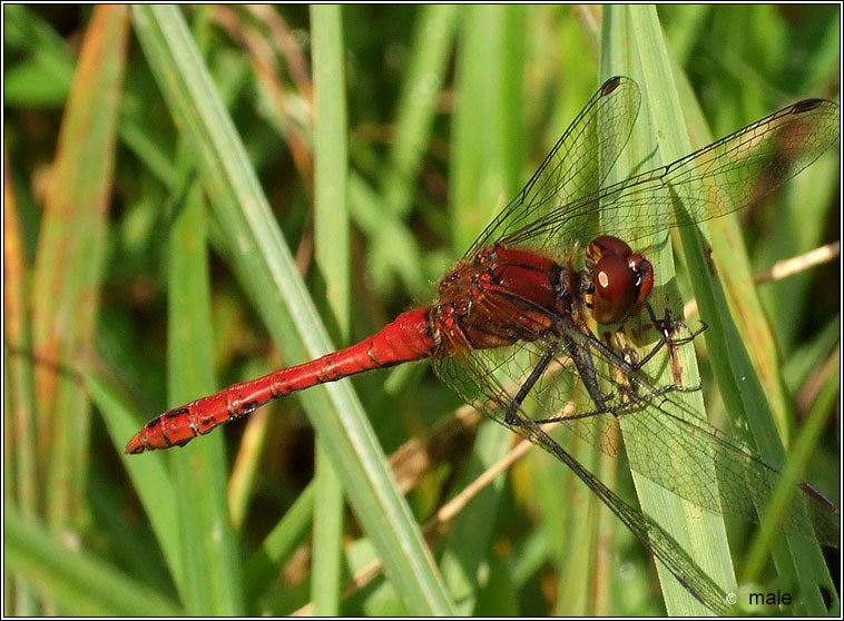 Ruddy Darter, Sympetrum sanguineum