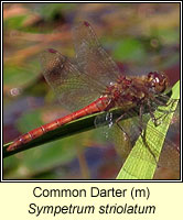 Sympetrum striolatum, Common Darter