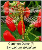 Sympetrum striolatum, Common Darter