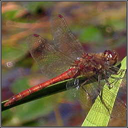 Common Darter, Sympetrum striolatum