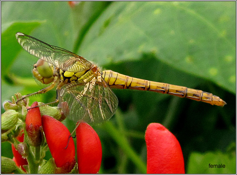 Common Darter, Sympetrum striolatum