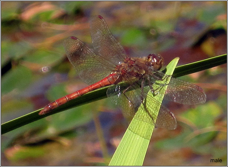 Common Darter, Sympetrum striolatum