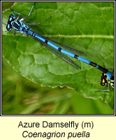 Coenagrion puella, Azure Damselfly