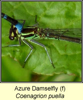 Coenagrion puella, Azure Damselfly