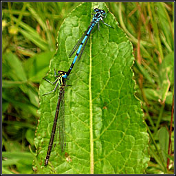 Azure Damselfly, Coenagrion puella