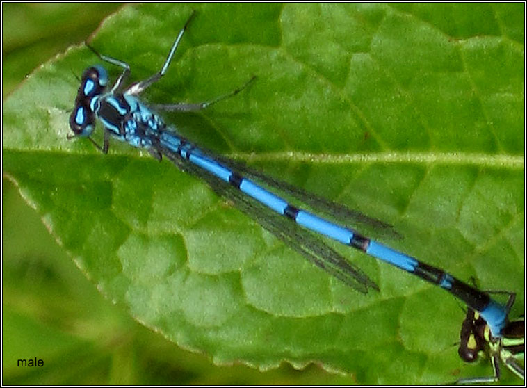 Azure Damselfly, Coenagrion puella