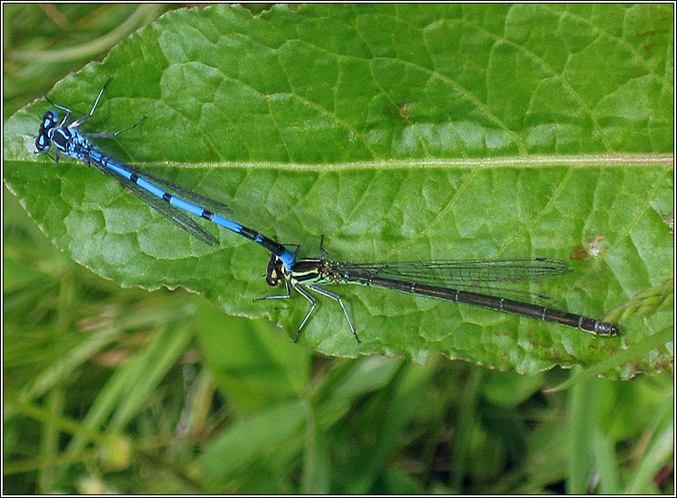 Azure Damselfly, Coenagrion puella