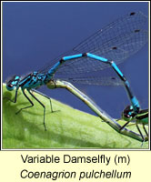 Coenagrion pulchellum, Variable Damselfly