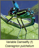 Coenagrion pulchellum, Variable Damselfly