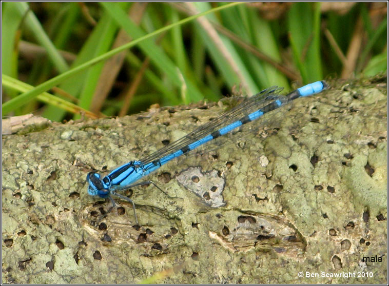 Common Blue Damselfly, Enallagma cyathigerum