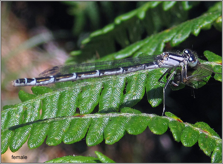 Common Blue Damselfly, Enallagma cyathigerum