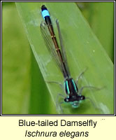 Ischnura elegans, Blue-tailed Damselfly