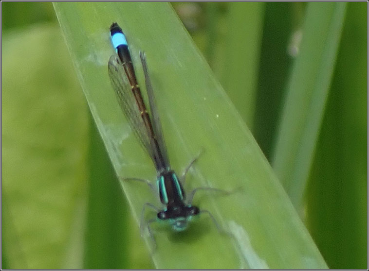 Blue-tailed Damselfly, Ischnura elegans