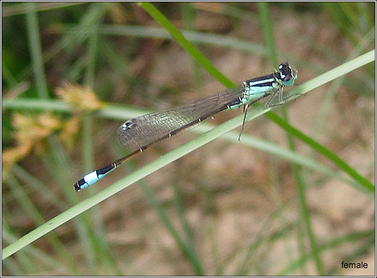 Blue-tailed Damselfly, Ischnura elegans