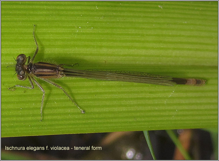 Blue-tailed Damselfly, Ischnura elegans