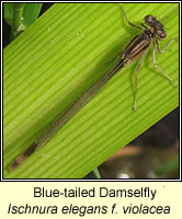 Ischnura elegans, Blue-tailed Damselfly