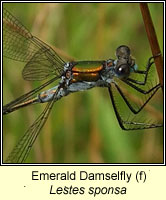 Lestes sponsa, Emerald Damselfly