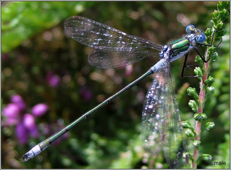 Emerald Damselfly, Lestes sponsa