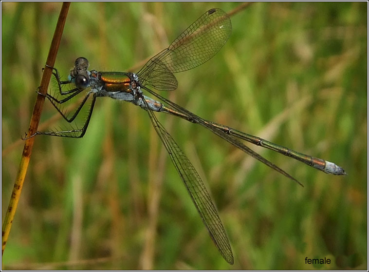 Emerald Damselfly, Lestes sponsa