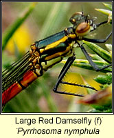 Pyrrhosoma nymphula, Large Red Damselfly