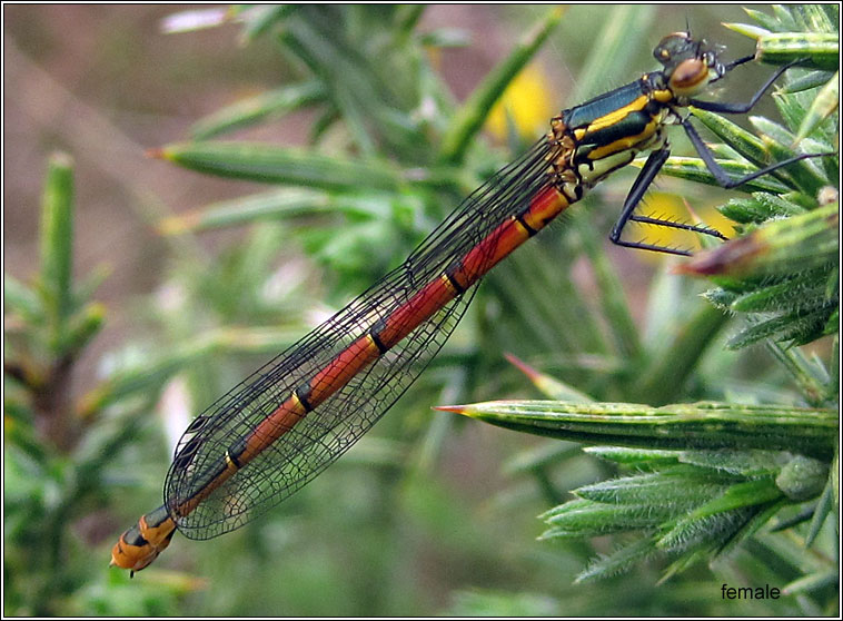 Large Red Damselfly, Pyrrhosoma nymphula