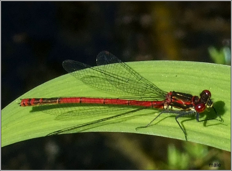 Large Red Damselfly, Pyrrhosoma nymphula