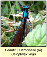 Calopteryx virgo, Beautiful Demoiselle